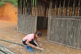 现在像这女孩少之又少，自己搭建竹屋真能干，娶她当老婆等着享福视频封面