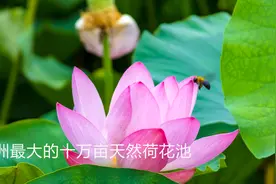 亚洲最大的十万亩天然荷花池，让人流连忘返