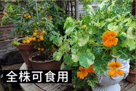 掌握4个小要点，种出健康多花的旱金莲，如何从种子种植旱金莲？视频封面