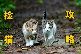 捡猫攻略！
