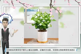 新买回家的茉莉花，到底怎么养？园艺师教你，“5大绝招”搞定它视频封面