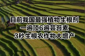 目前我国最强植物生根剂，一遍顶6遍芸苔素，3秒生根农作物大增产