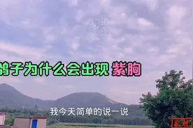 是什么原因导致鸽子紫胸？农村大叔告诉你！视频封面