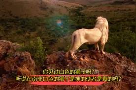 你见过白色的狮子吗？听说在南非白色的狮子是神的使者是真的吗？视频封面