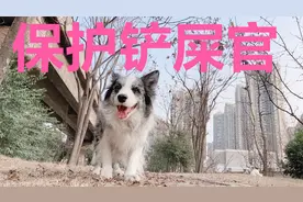 养只忠心护主的边牧是种什么体验？不管任何危险，它总冲在前面视频封面