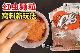 钓鱼窝料还可以这样玩？红虫蚯蚓颗粒打散开饵，成本低廉性价比高视频封面