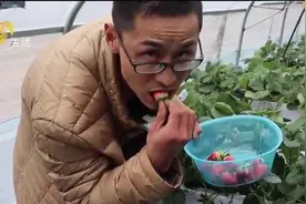 小伙返乡当“地主”，把家安在大棚边上，靠种植草莓一年收入30万视频封面
