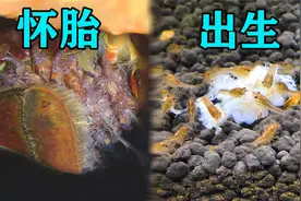 小龙虾终于出生了！看看一只虾能生出多少只小龙虾？