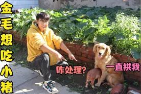 小猪打扰金毛睡觉，气的金毛想要把它给吃了，小亮该拿它俩咋办？视频封面