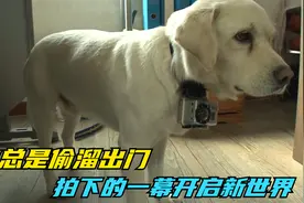 狗狗总是偷溜出门，主人在脖子挂上摄像头，拍下的一幕开启新世界视频封面