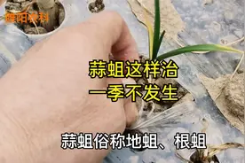 防治大蒜蒜蛆新方法，只需在播种前多做这一步，就能管一季不发生视频封面