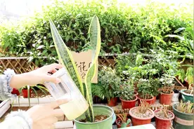 把“它”放水里泡一泡，喂给虎皮兰，很快就冒新芽，蹭蹭长视频封面