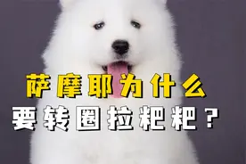 为什么萨摩耶每次拉粑粑都要转圈圈？