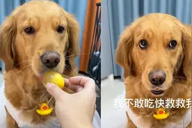狗子第一次吃松花蛋，会说话的眉毛成功抢镜，网友：凭眼神拿影帝