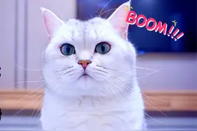 小猫咪竟然能帮人实现愿望？太神奇了