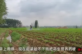 雨过天晴，农村小伙赶紧去给花生喷药，第一次种地多亏叔叔帮忙视频封面