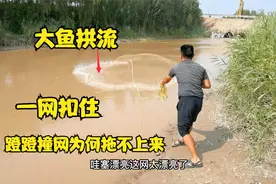 小河开闸放水，发现大鱼拱流，一网扣过去感觉撞网，为何拖不上来视频封面