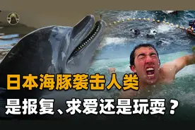 难道是海豚在报复人类？日本女子在海滩游泳，被海豚袭击满身伤口视频封面