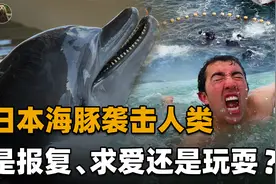 难道是海豚在报复人类？日本女子在海滩游泳，被海豚袭击满身伤口视频封面