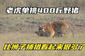 老虎单挑400斤大野猪，咬住脖子稳准狠，比狮子捕猎要厉害多了视频封面