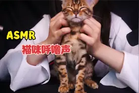 ASMR助眠，猫咪呼噜声超好听！耳机专属视频封面