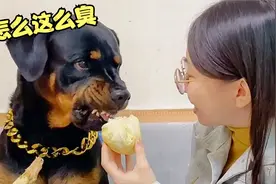 狗狗第一次吃榴莲，这反应简直能让人笑出八块腹肌来，太逗了