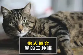 懒人适合养的三种猫，快来看看有你喜欢的吗？视频封面