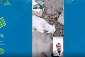 羊突然出现站不起来，发抖，是怎么回事，紧急治疗方法？视频封面