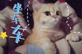 猫咪坐车探头探脑丝毫不害怕，肥四：外面好多车车呀，我也想开