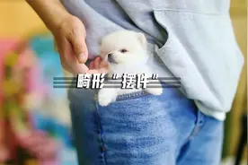 扁鼻子扁脸大褶子，巴哥犬的“人造”萌点却让它们饱受折磨