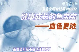 鱼宝宝孵化过程第2集——血色更浓