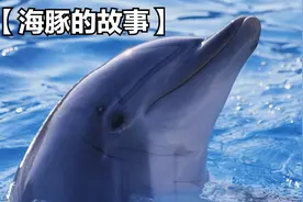 男孩与海豚的故事，结果很治愈，万物皆有灵性！视频封面