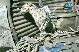 豹子在农夫小屋中生下四崽 警惕张望不时舔毛 视频走红后萌翻网友