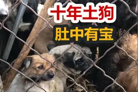 十年以上老土狗价格不菲，原来老年田园犬肚子里有好东西视频封面