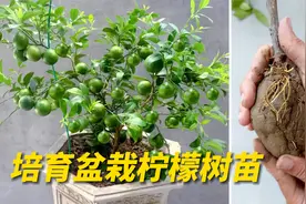 盆栽柠檬的树苗不用花钱买，教你如何高压繁殖，比买的苗更快挂果视频封面