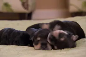 萌宠成长记第三季：狗妈妈真有责任心，数次检查幼崽位置视频封面