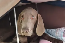 “魏玛犬”太励志了，为了上炕睡觉不择手段，主人：我太难了视频封面