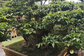 朴树盆景要如何栽培与养护？请分享视频！视频封面