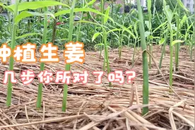 种植生姜高产有“高招”，这几部操作正确，没病虫害结一窝窝视频封面