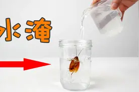 实验：蟑螂放进水里，它会淹死吗？