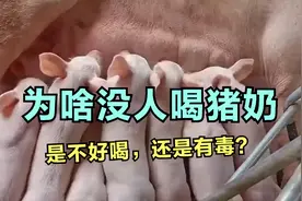 为啥没人喝猪奶，是不好喝，还是有毒？视频封面