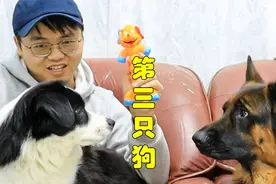 家里来了第三只狗，边牧和德牧会吃醋吗，这反应太聪明了