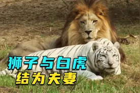 狮子竟然和白虎结为夫妻，甜甜蜜蜜羡煞旁人，纪录片视频封面