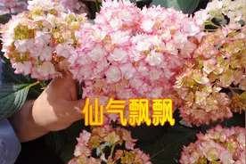 两棵仙气飘飘的大花绣球：单花瓣“塞布丽娜”、重花瓣“恋物语”视频封面