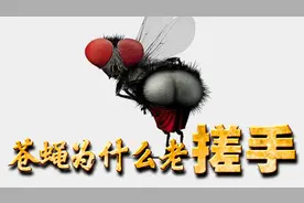 苍蝇为什么总是洗手？难道它爱干净？