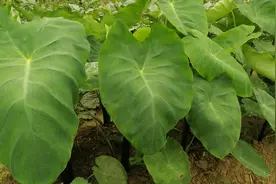 芋头这个部位“割一刀”，后期产量翻倍个大又饱满，赶紧看看