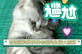 寂寞的猫咪有时会突然变得易怒，猫咪疯狂舔自己的身体是什么原因