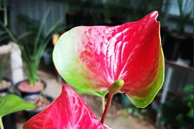 这样养的红掌，花朵容易“变绿”视频封面