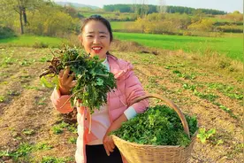 农村小伙带着媳妇上山挖野菜，遍地都是好多啊，挖的太过瘾了视频封面