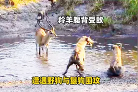 羚羊遭遇野狗与鬣狗的围攻，陷入了危险境地，但它坚决不认命视频封面